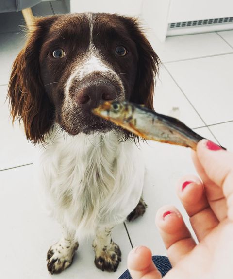 Sprats